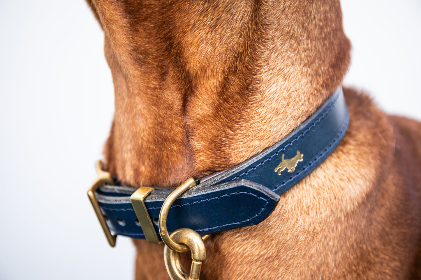 Regal blue padded Luxury leather dog collar