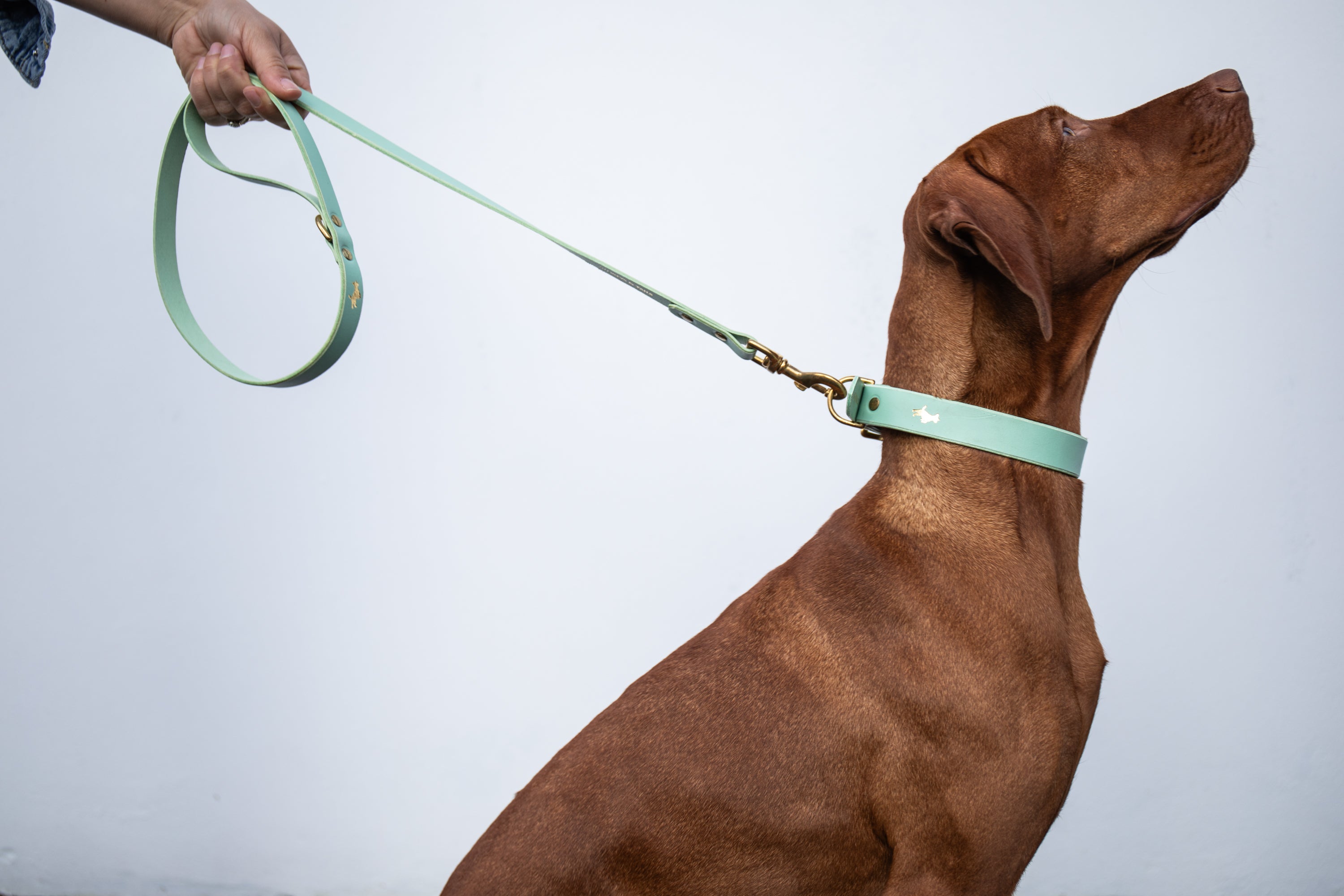 Mint store dog collar