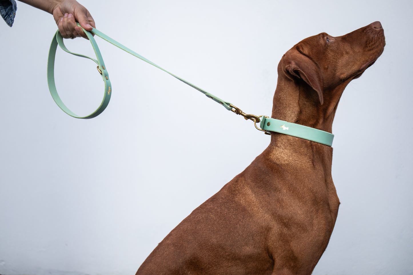 Mint Luxury leather dog collar