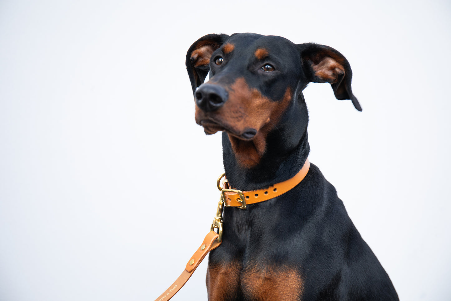 Nacho tan Luxury leather dog collar