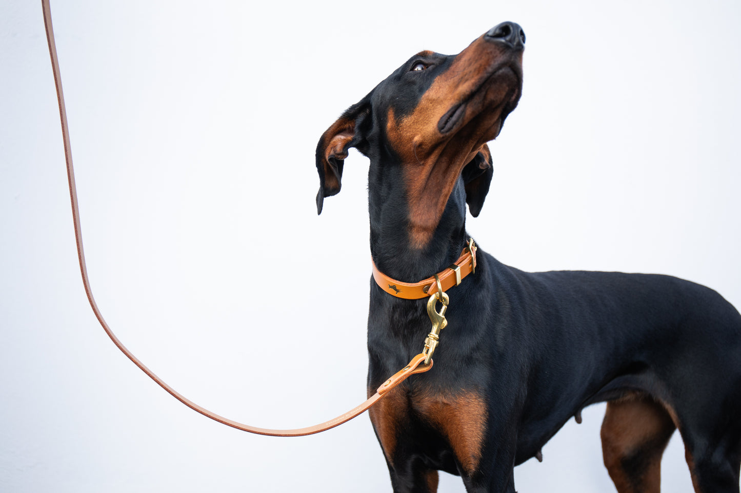 Nacho tan Luxury leather dog collar