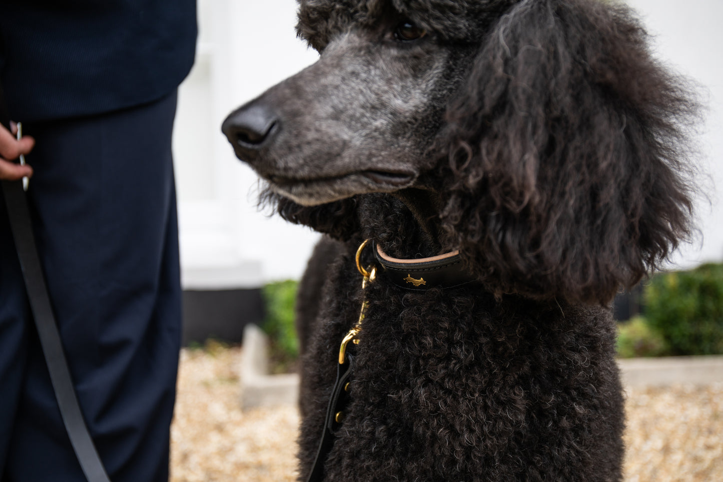 Black padded Luxury leather dog collar