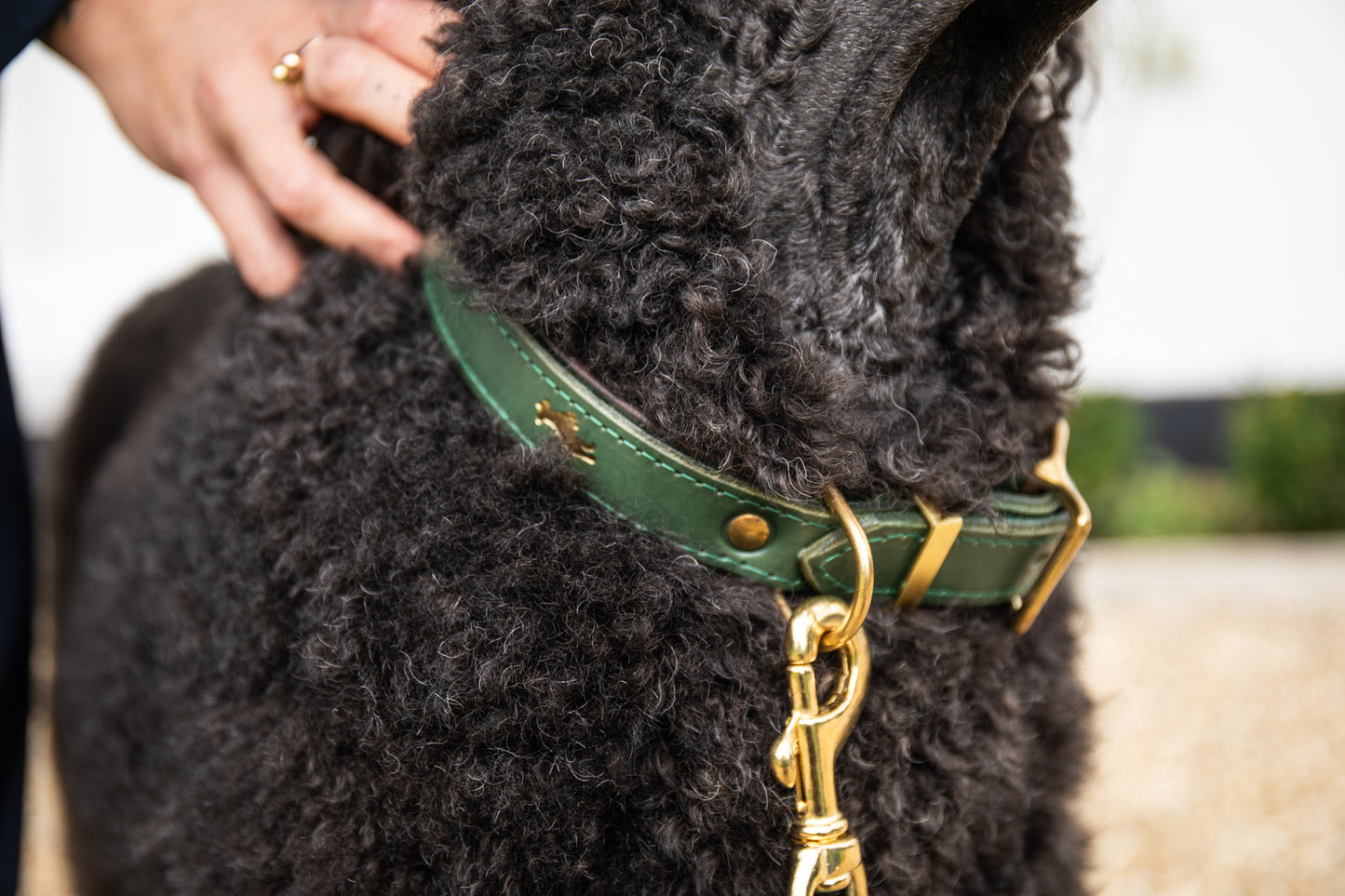 Forest padded Luxury leather dog collar