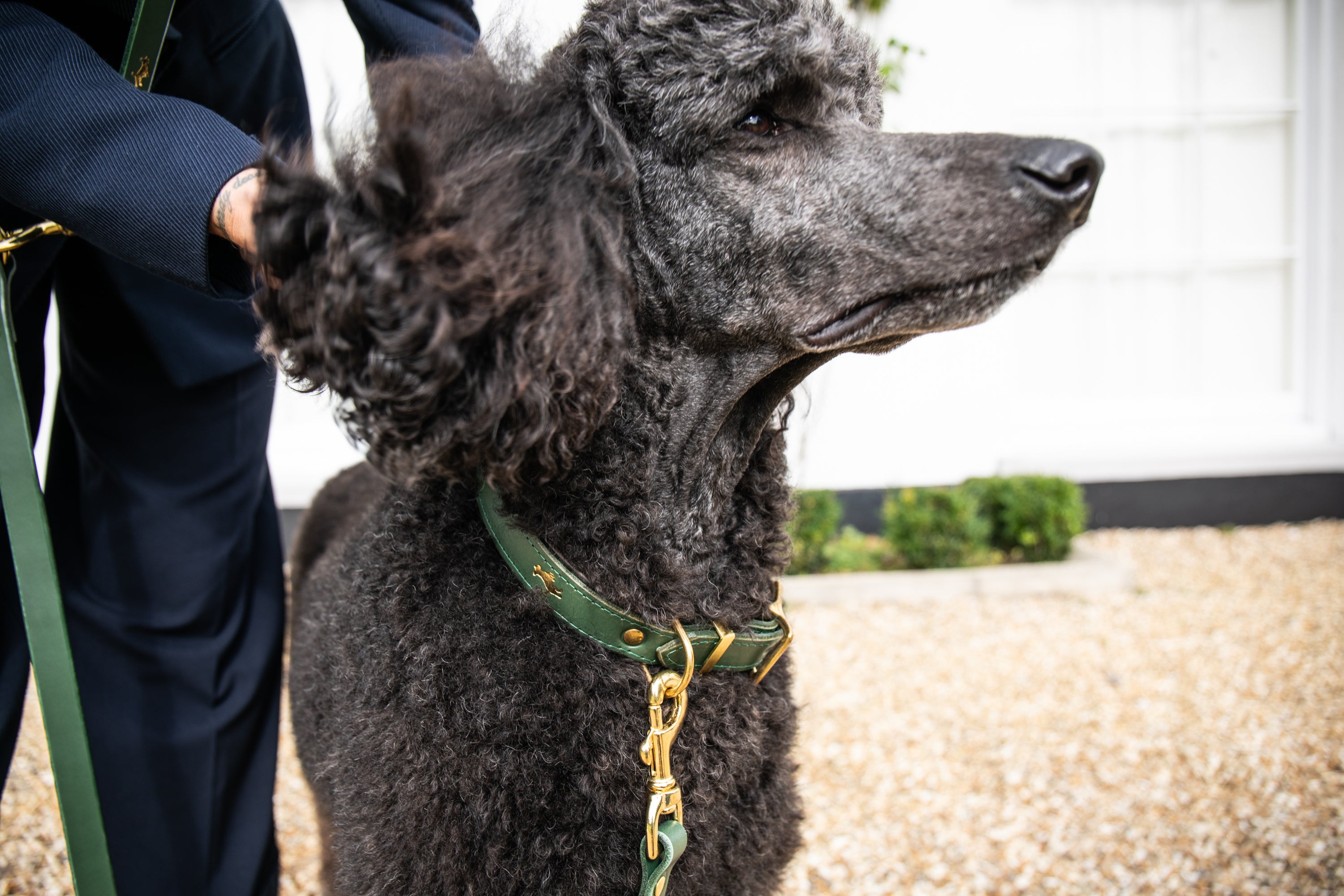 Poodle dog collars hotsell