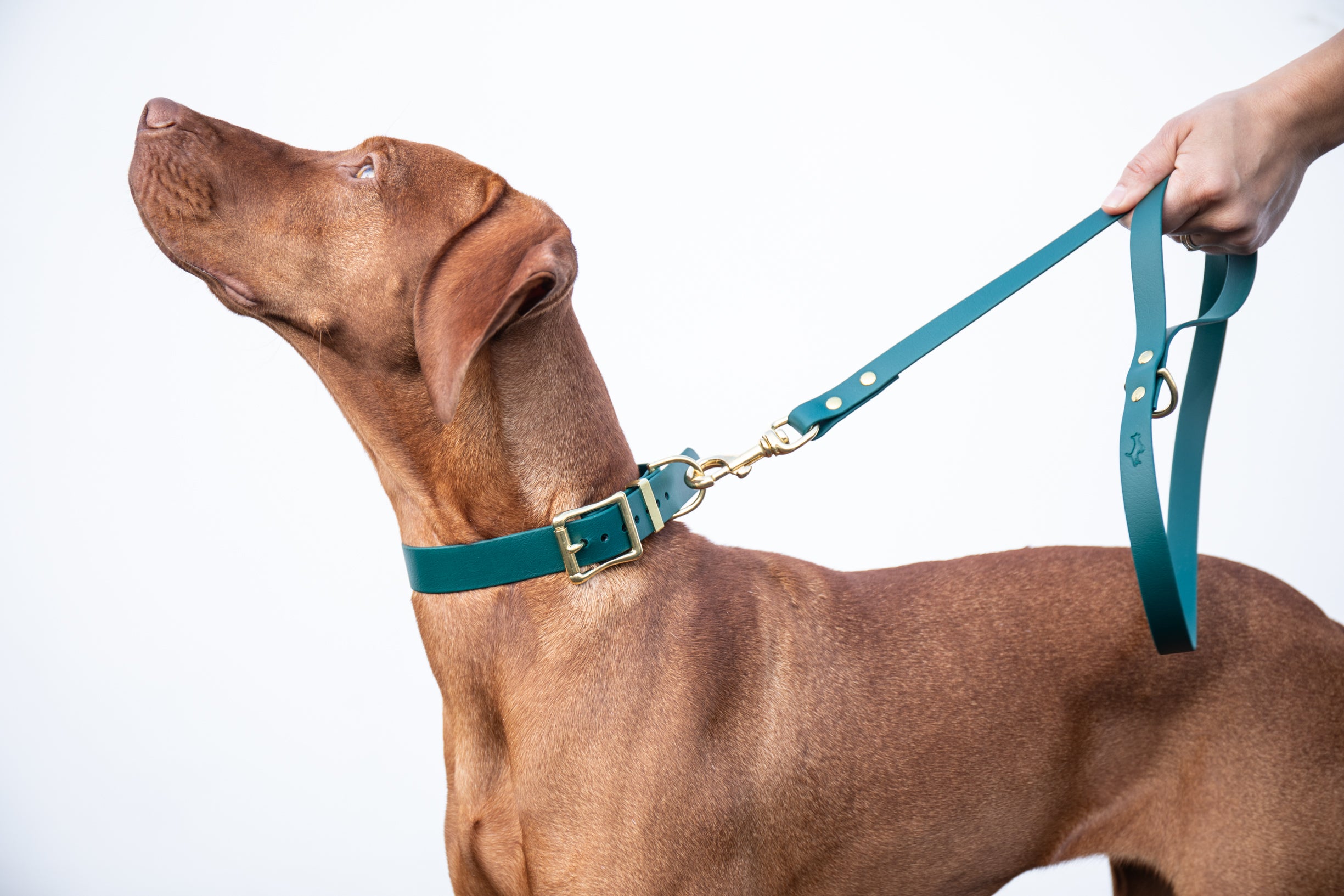 Fancy western cheap dog collars