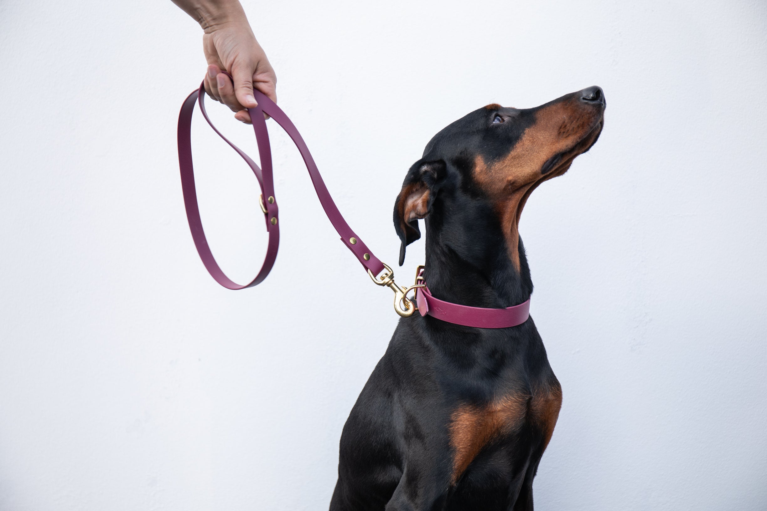 Fancy 2024 doberman collars