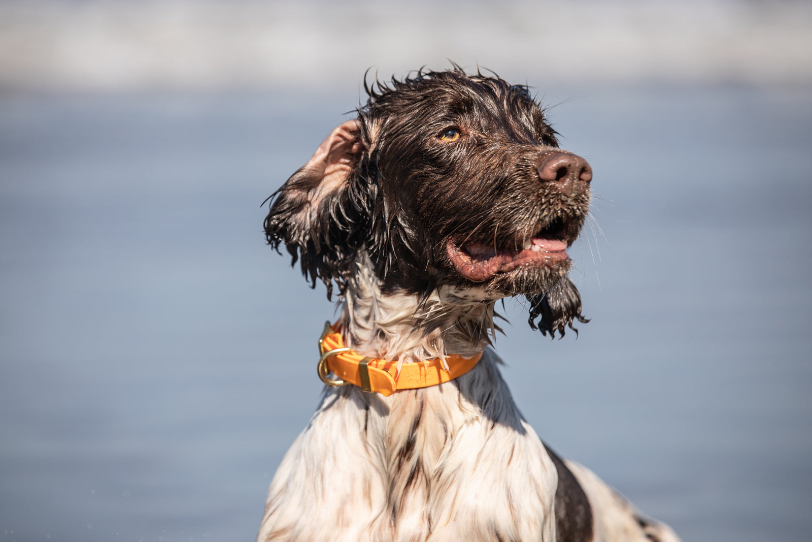 Bird dog collars hotsell