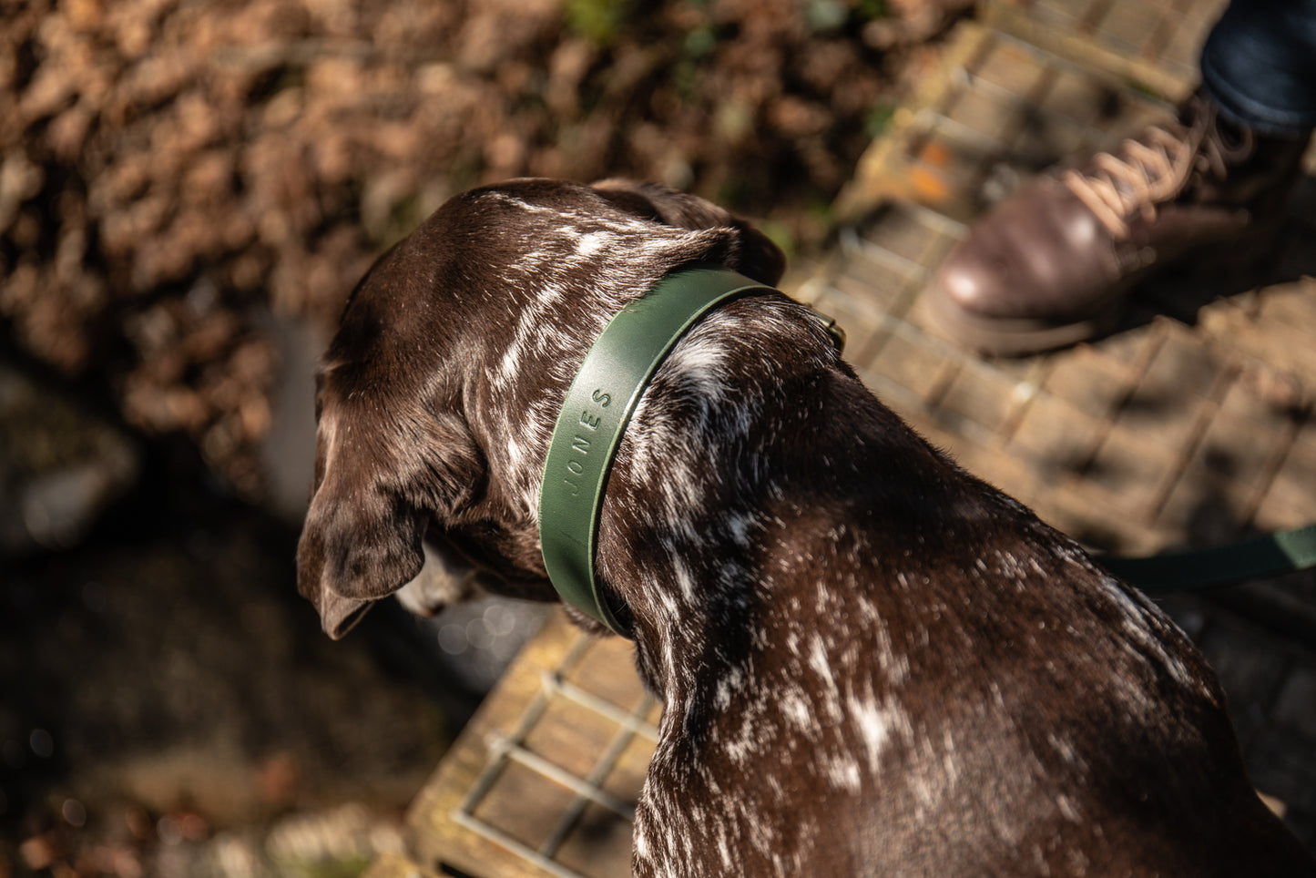 Forest Luxury leather dog collar